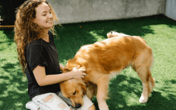 Golden Retriever puppy