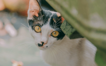 Adorable Persian Kitten