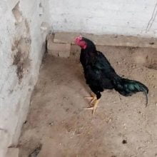 top up quality in thai