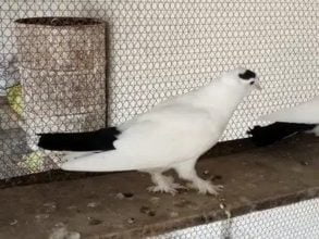Fancy pigeons for sale