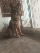 Huge Size Longcote German shepherds not for sale