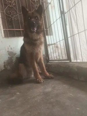 Huge Size Longcote German shepherds not for sale