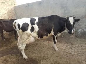 cow for sale